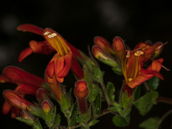 Image of Heart Leaved Penstemon  - Keckiella cordifolia 