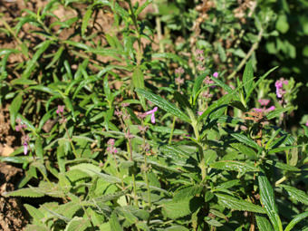 Image of Hedge Nettle  - Stachys bullata 