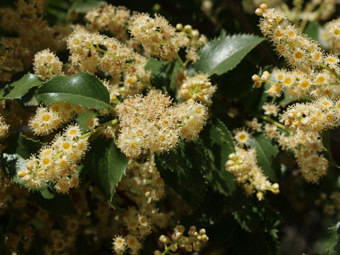 Image of Holly-Leaved Cherry  - Prunus ilicifolia 