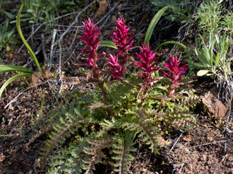 Image of Indian Warrior  - Pedicularis densiflora 