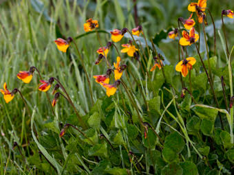 Image of Johnny-jump-up  - Viola pedunculata 