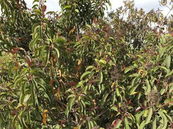 Image of Sumac  - Malosma laurina 