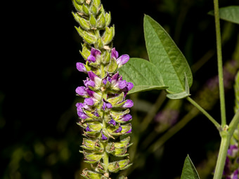 Image of Leather Root  - Hoita macrostachya 