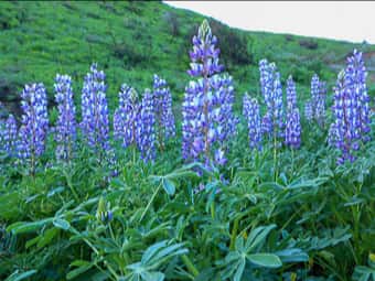 Image of Lupine  - Lupinus Species 