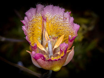 Image of Mariposa Lily  - Calochortus species 