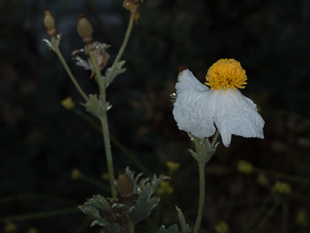 Image of Matilija Poppy  - Romneya coulteri 