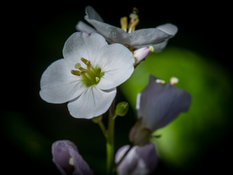 Image of Milkmaids  - Cardamine californica 