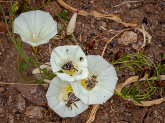 Image of Morning Glory  - Calystegia macrostegia 