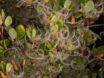 Image of Mountain Mahogany  - Cercocarpus betuloides 