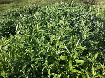 Image of Mugwort  - Artemisia douglasiana 