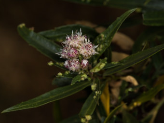 Image of Mule Fat  - Baccharis salicifolia 