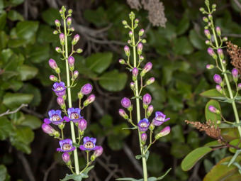 Image of Notable Penstemon  - Penstemon spectabilis 