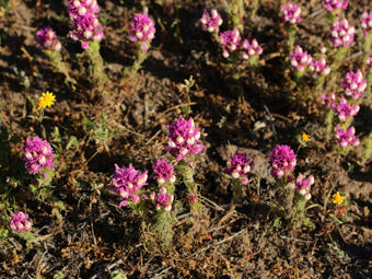 Image of Owl’s Clover  - Castilleja exserta 