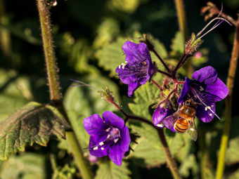 Image of Parry’s Phacelia  - Phacelia parryi 