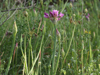 Image of Peninsular Onion  - Allium peninsulare 