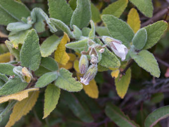 Image of Pitcher Sage  - Lepechinia fragrans 
