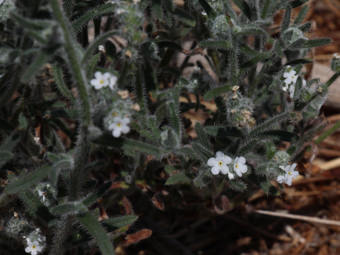 Image of Prickly Popcorn Flower  - Cryptantha muricata 