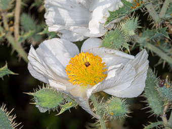 Image of Prickly Poppy  - Argemone munita 