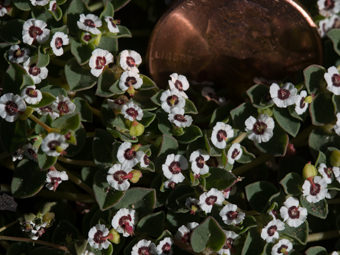 Image of Rattlesnake Weed  - Euphorbia albomarginata 