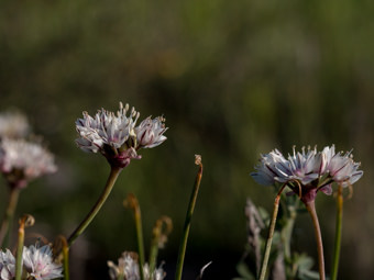 Image of Red Skinned Onion  - Allium haematochiton 