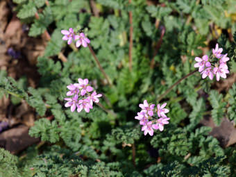 Image of Red-Stem Filaree  - Erodium cicutarium 