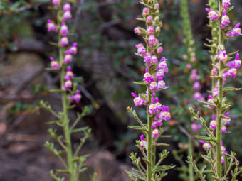 Image of Rose Snapdragon  - Antirrhinum multiflorum 