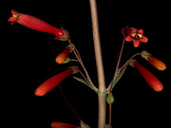 Image of Scarlet Bugler  - Penstemon centranthifolius 