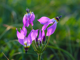 Image of Shooting Star  - Primula clevelandii 