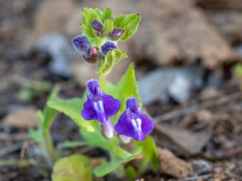 Image of Skull Caps  - Scutellaria tuberosa 