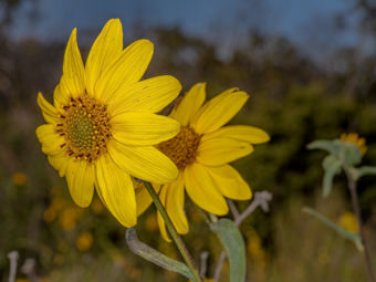 Image of Slender Sunflower  - Helianthus gracilentus  