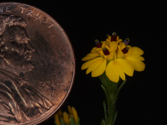 Image of Slender Tarweed  - Deinandra fasciculata 