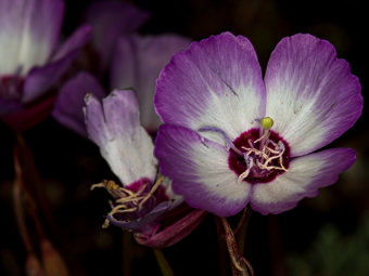 Image of Speckled Clarkia  - Clarkia cylindrica 