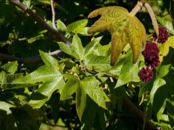 Image of Sycamore  - Platanus racemosa 