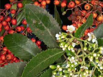 Image of Toyon  - Heteromeles arbutifolia 