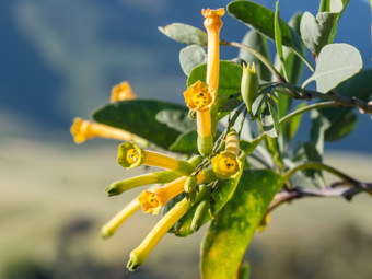 Image of Tree Tobacco  - Nicotiana glauca 