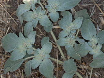 Image of Turkey Mullein  - Croton  setiger 