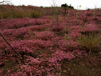 Image of Turkish Rugging  - Chorizanthe staticoides 