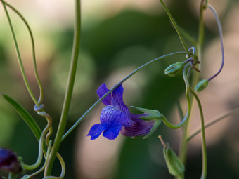 Image of Twining Snapdragon  - Antirrhinum kelloggii 