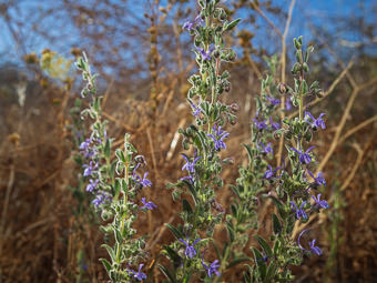 Image of Vinegar Weed  - Trichostema lanceolatum 