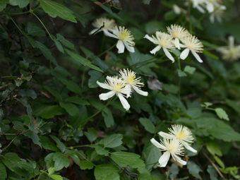 Image of Virgin's Bower  - Clematis lasiantha 