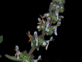 Image of White Hedge Nettle  - Stachys albens 