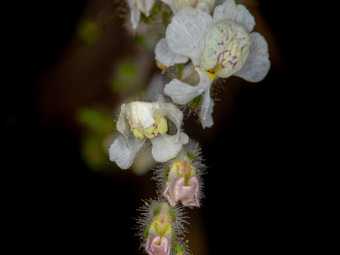 Image of White Snapdragon  - Antirrhinum coulterianum 