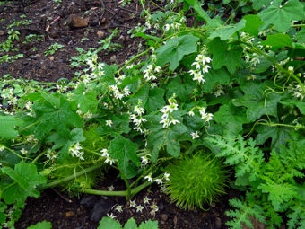 Image of Wild Cucumber  - Marah macrocarpus 