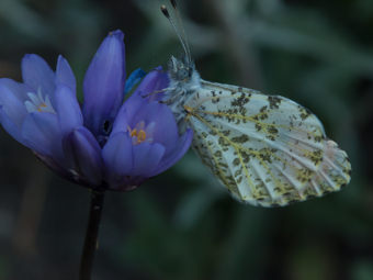 Image of Blue Dicks  - Dipterostemon capitatus 