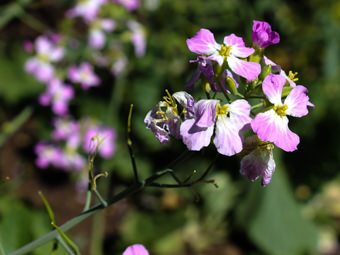 Image of Wild radish  - Raphanus sativus 