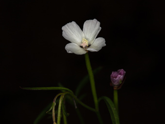 Image of Willow Herb Clarkia  - Clarkia epilobioides 