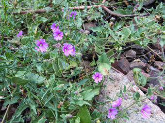 Image of Wishbone Bush  - Mirabilis laevis 