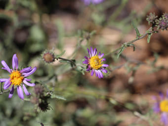 Image of California Aster  - Corethrogyne filaginifolia 