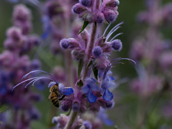 Image of Woolly Blue Curls  - Trichostema lanatum 