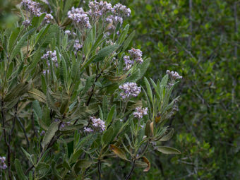 Image of Yerba Santa  - Eriodichtyon crassifolium 